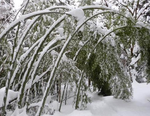 三篇咏雪的诗词，孙道绚的雪最轻盈