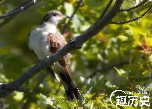 描写鸟的诗句：古诗词里哪些鸟的出镜率比较高？