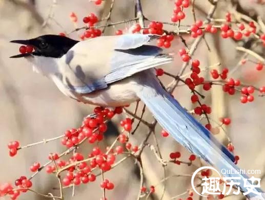 描写鸟的诗句：古诗词里哪些鸟的出镜率比较高？