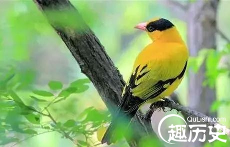 描写鸟的诗句：古诗词里哪些鸟的出镜率比较高？