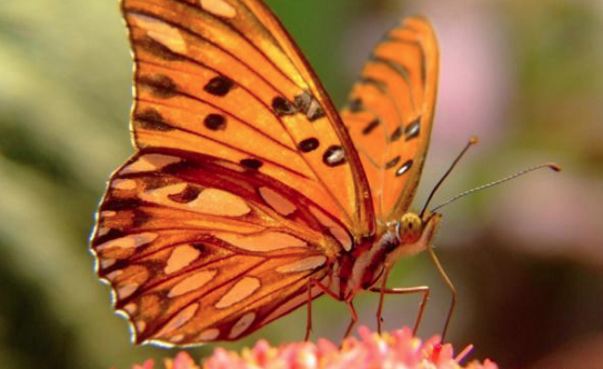 元代文人王和卿,一首经典之作写活了“庄生晓梦迷蝴蝶”